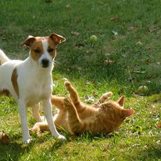 Dansk svensk gaardhund Liv