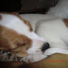 Dansk svensk gaardhund Liv