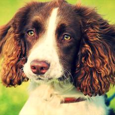 Engelsk springer spaniel Bina