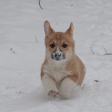 Welsh corgi pembroke stenbækgårds Ajo "solgt"