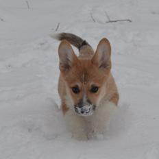 Welsh corgi pembroke stenbækgårds Ajo "solgt"