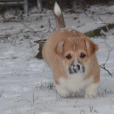 Welsh corgi pembroke stenbækgårds Ajo "solgt"