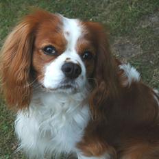 Cavalier king charles spaniel Gizmo
