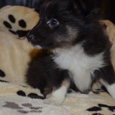Shetland sheepdog Cody