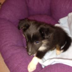 Shetland sheepdog Cody