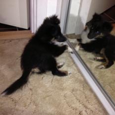 Shetland sheepdog Cody