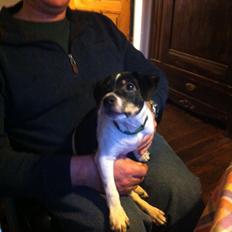 Dansk svensk gaardhund Gårdbanditten Uopnåelige Urban