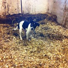 Dansk svensk gaardhund Gårdbanditten Uopnåelige Urban