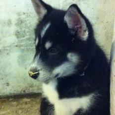 Alaskan malamute Ooki ( betyder stor på japansk )