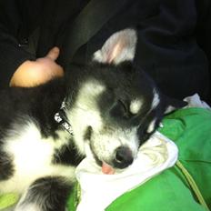 Alaskan malamute Ooki ( betyder stor på japansk )