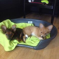 Blanding af racer Charlie