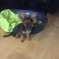 Blanding af racer Charlie