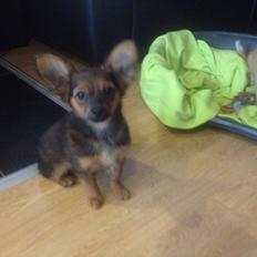 Blanding af racer Charlie