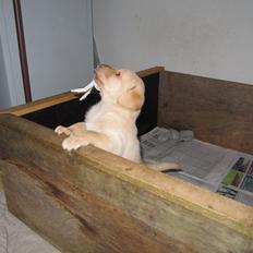 Labrador retriever SABO