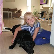 Labrador retriever Dalkjærs Diso