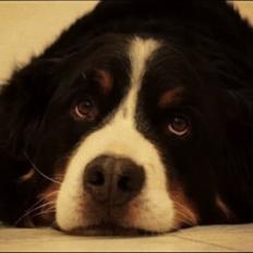 Berner sennenhund Viktor ~Himmelhund~ R.I.P