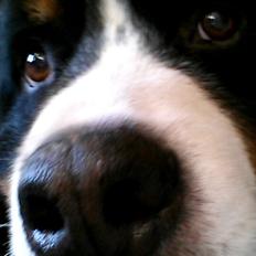 Berner sennenhund Viktor ~Himmelhund~ R.I.P