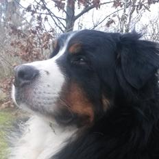 Berner sennenhund Viktor ~Himmelhund~ R.I.P