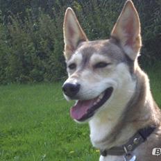 Blanding af racer Bonnie