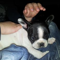 Fransk bulldog Saurto Bella