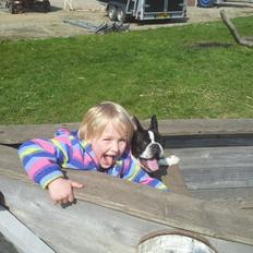 Fransk bulldog Saurto Bella