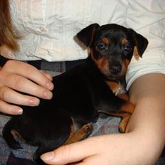 Blanding af racer Lille My<3