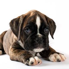 Boxer Archa Von Samblebens Anakin