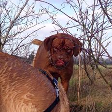 Dogue de bordeaux Siem Blair the Queen Bee
