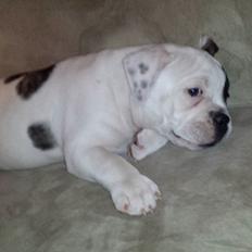Olde english bulldogge Bulder