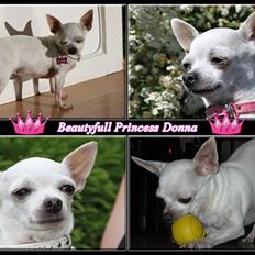 Chihuahua Beautyful Princess Donna