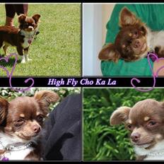 Chihuahua High Fly Cho Ka La
