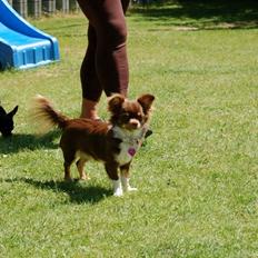 Chihuahua High Fly Cho Ka La