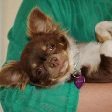 Chihuahua High Fly Cho Ka La