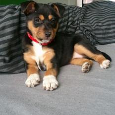 Blanding af racer reba