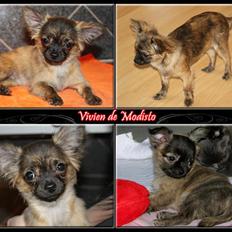 Chihuahua Vivien del Modisto