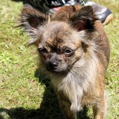 Chihuahua Vivien del Modisto