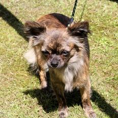 Chihuahua Vivien del Modisto