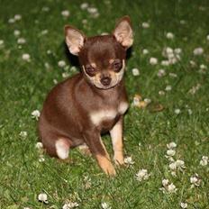 Chihuahua My Favorite Choice Nala