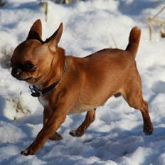 Chihuahua Helikos Oskar Red