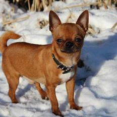 Chihuahua Helikos Oskar Red