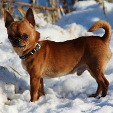 Chihuahua Helikos Oskar Red