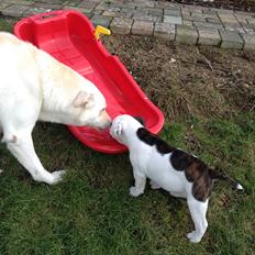 Blanding af racer Nanook