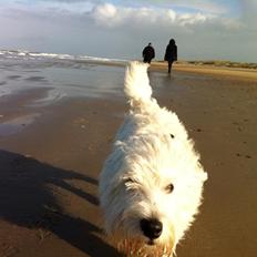 West highland white terrier House of Hunters' Simply Sabia (Charlie)