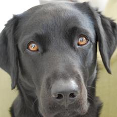 Labrador retriever Balder