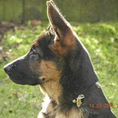 Schæferhund Studsdal Oskar