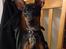 Dvaergpinscher Rødkildes Nyah