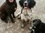 Engelsk springer spaniel Malthe