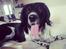 Engelsk springer spaniel Malthe