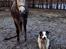 Border collie Catch