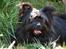 Blanding af racer Bamse